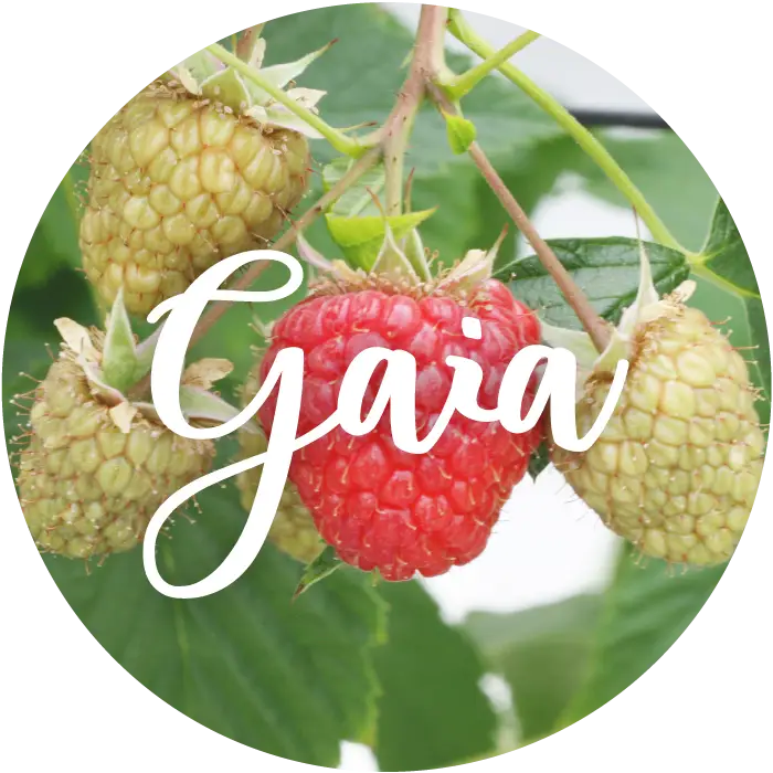 gaia-frambuesa-bio-caracteristicas